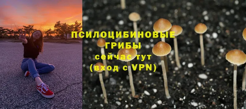 Псилоцибиновые грибы Psilocybine cubensis  нарко площадка клад  Донецк  купить закладку 